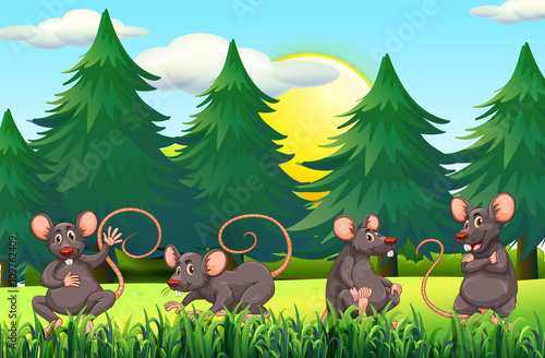Fototapeta Naklejka Na Ścianę i Meble -  Four rats in the field