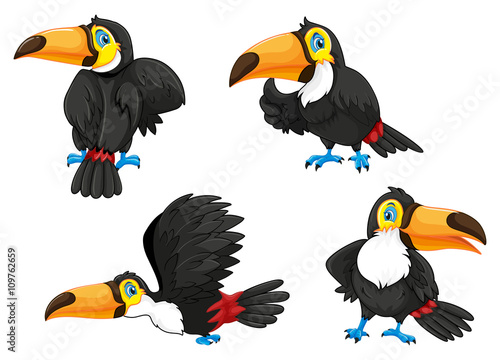 Four toucans in different poses