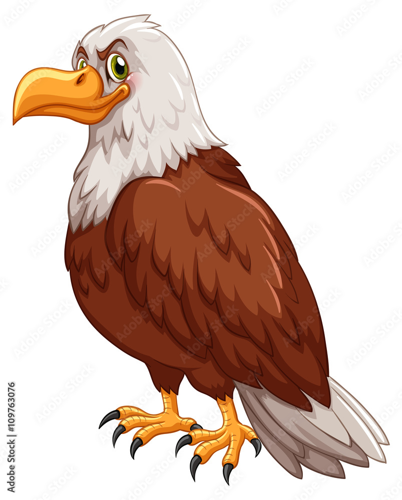 Fototapeta premium Wild eagle on white background