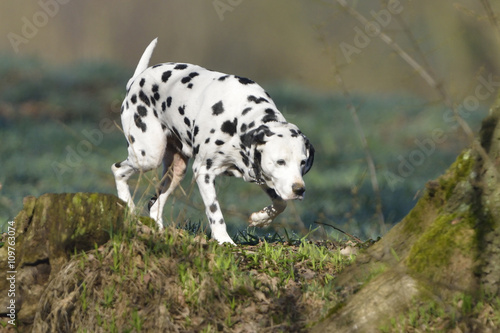 Dalmatiner Hund im Wald