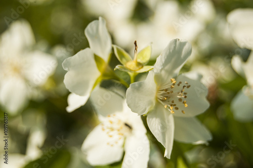 Fototapeta Naklejka Na Ścianę i Meble -  Macro White Flowers on Blur Background