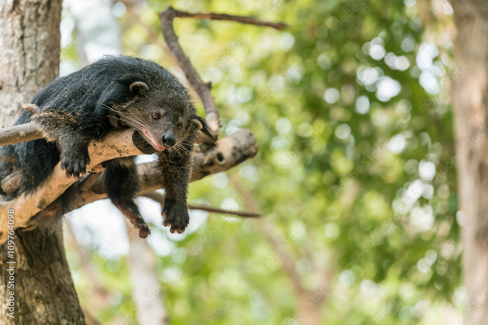 Obraz premium Binturong or Bearcat rest on tree branch