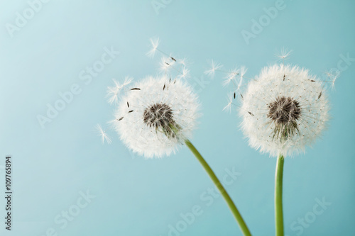 Beautiful dandelion flowers with flying feathers on turquoise background, vintage card, macro