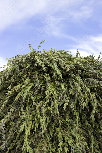 Piled-up fresh harvest of sesame seedpods plants against blue sky. photo