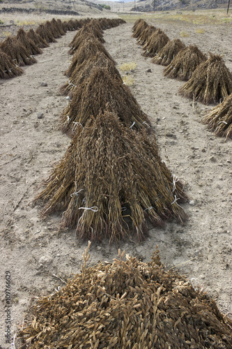 Mounds of Greek sesamum seedpods, stored symmetrically to dry in the sun. Lemnos island, Greece photo