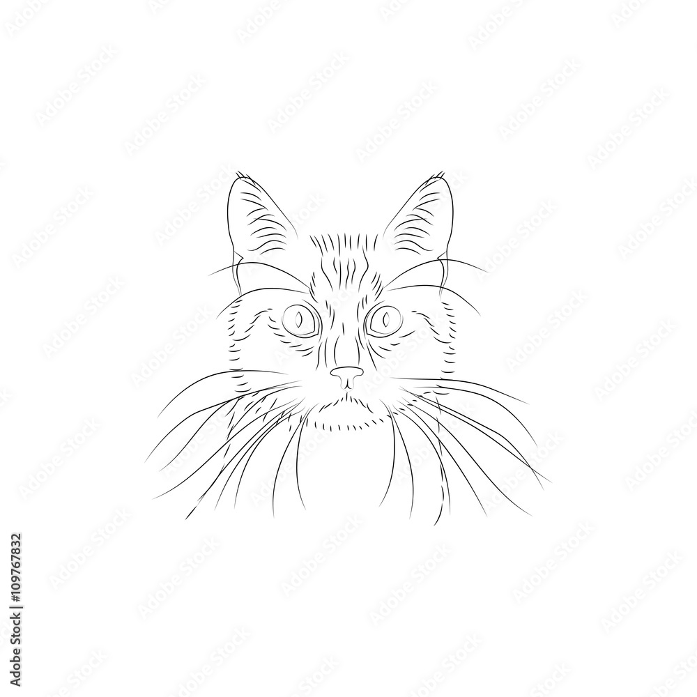 Fototapeta premium Head of a cat. 