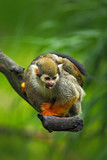 Common Squirrel Monkey, Saimiri sciureus, animal sitting on the branch in the nature habitat, Costa Rica