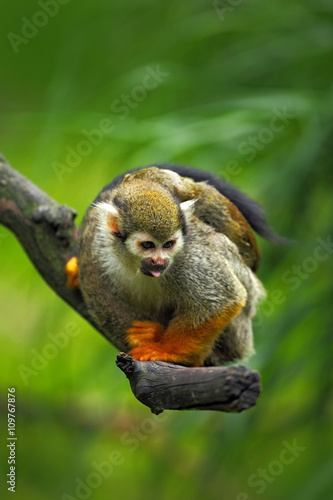 Common Squirrel Monkey  Saimiri sciureus  animal sitting on the branch in the nature habitat  Costa Rica