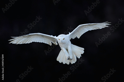 Snowy owl, Nyctea scandiaca, white rare bird flying in the dark forest, winter action scene with open wings, Canada