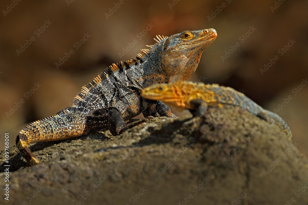 Obraz premium Pair of Reptiles, Black Iguana, Ctenosaura similis, male and female sitting on black stone, animal in the nature habitat, wildlife, Manuel Antonio national park, Costa Rica