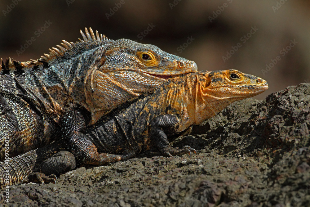 Pair of Reptiles, Black Iguana, Ctenosaura similis, male and female sitting on black stone, chewing to head, animal in the nature habitat, wildlife, Manuel Antonio national park, Costa Rica Pair of Reptiles, Black Iguana, Ctenosaura similis, male and female sitting on black stone, chewing to head, animal in the nature habitat, wildlife, Manuel Antonio national park, Costa Rica