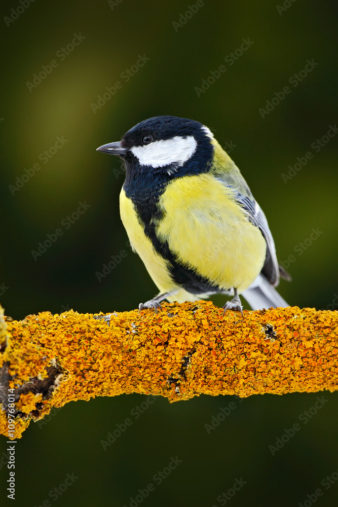 Obraz premium Great Tit, Parus major, black and yellow songbird sitting on the nice lichen tree branch, France