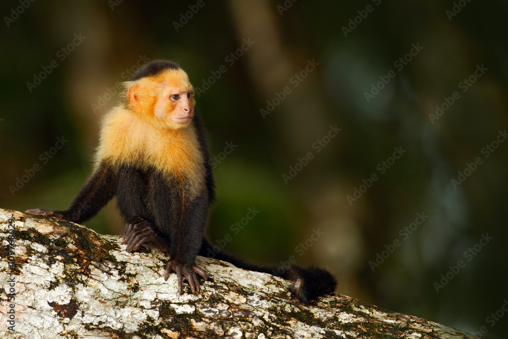 Fototapeta premium Black monkey sitting on the tree branch in the dark tropic forest. Monkey White-headed Capuchin, Cebus capucinus. Monkey in the nature habitat. Animal wildlife of Costa Rica