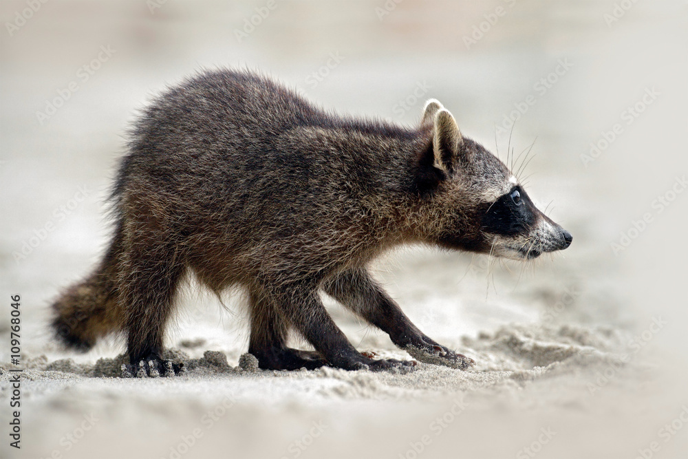 Obraz premium Raccoon, Procyon lotor, walking on white sand beach in National Park Manuel Antonio, grey animal in the nature habitat, Costa Rica