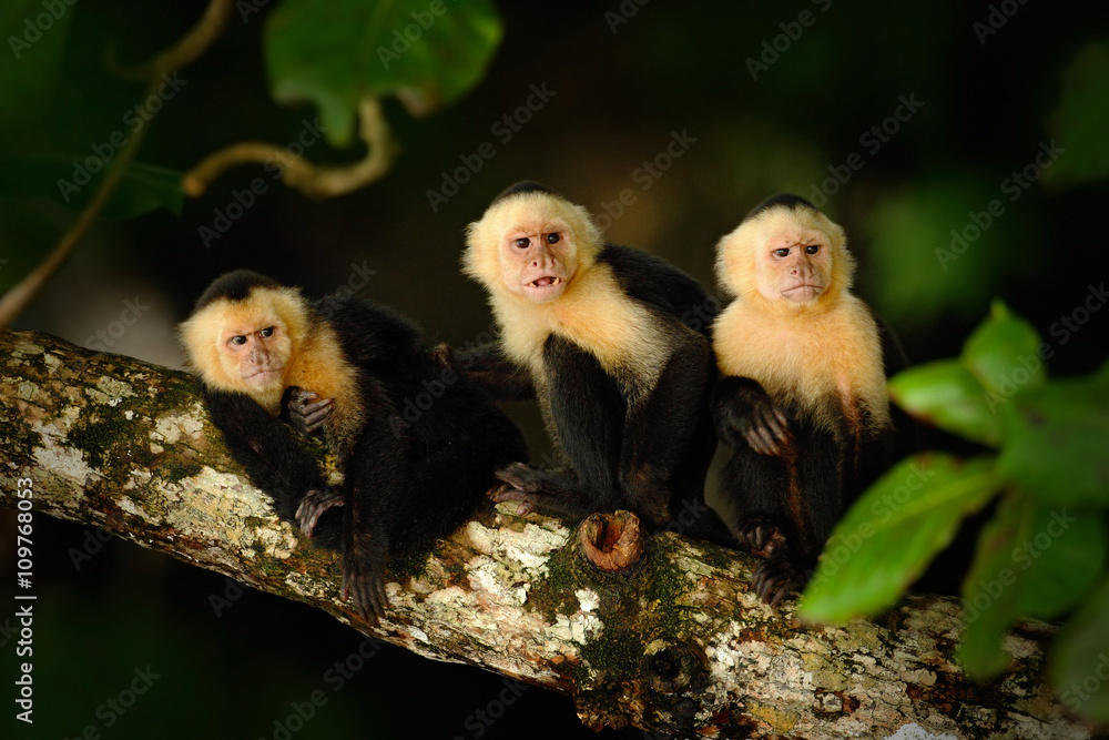 Naklejka premium White-headed Capuchin, Cebus capucinus, black monkey sitting on the tree branch in the dark tropic forest, animal in the nature habitat, wildlife of Costa Rica