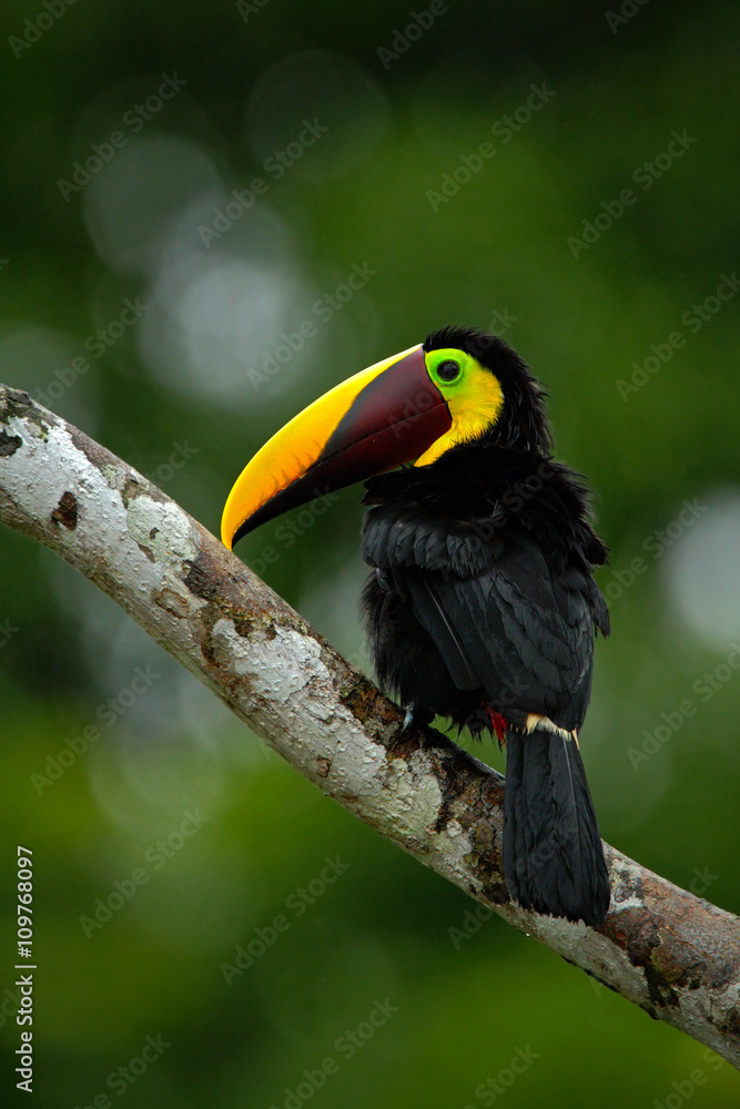 Toucan big beak bird Chesnut-mandibled. Toucan sitting on the branch in tropical rain with green jungle background. Toucan in the nature habitat. Black toucan with yellow bill in the Costa Rica Toucan big beak bird Chesnut-mandibled. Toucan sitting on the branch in tropical rain with green jungle background. Toucan in the nature habitat. Black toucan with yellow bill in the Costa Rica