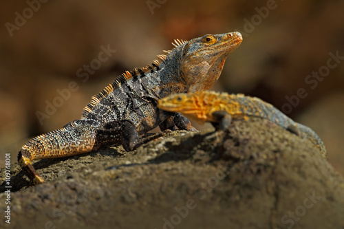Pair of Reptiles, Black Iguana, Ctenosaura similis, male and female sitting on black stone, animal in the nature habitat, wildlife, Manuel Antonio national park, Costa Rica