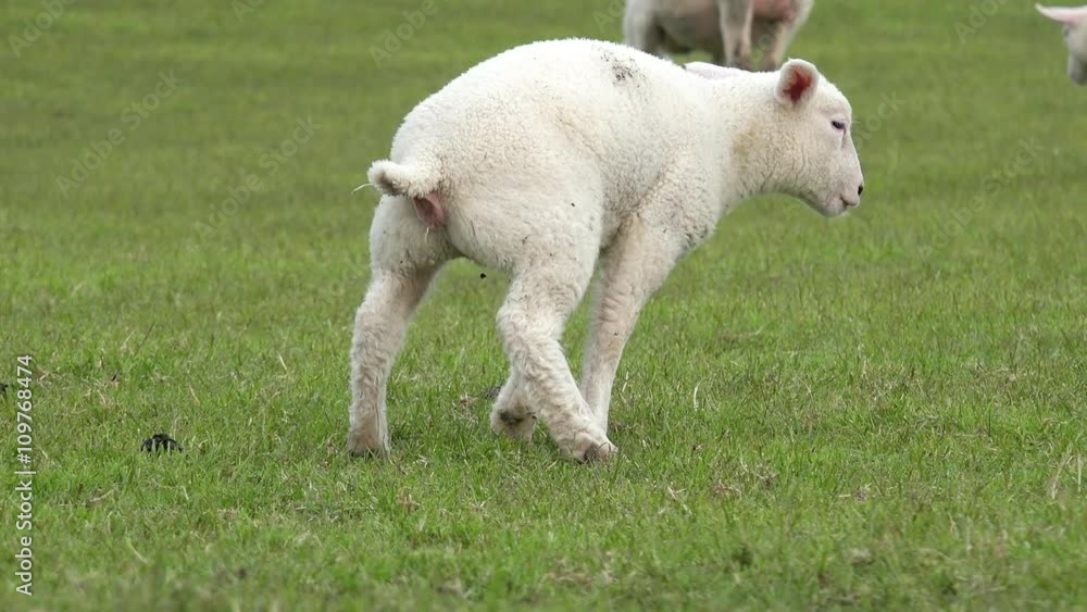 white lamb standing on Meadow and piddle, run away lying down white lamb standing on Meadow and piddle, run away lying down