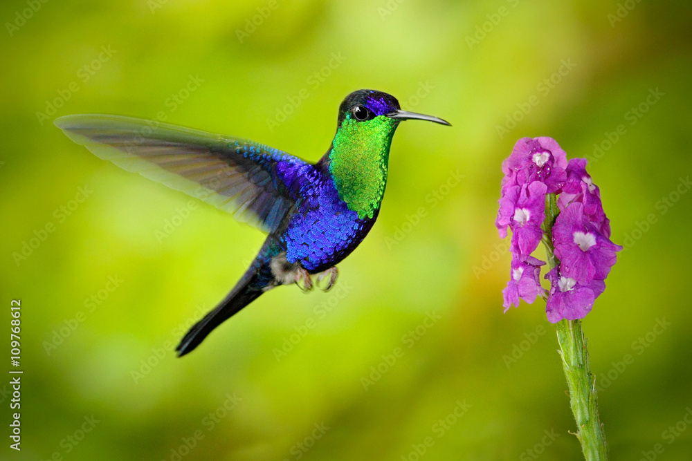 Fototapeta premium Beautiful shiny tropic green and blue bird, Crowned Woodnymp, Thalurania colombica, flying next tu pink bloom flower, glossy animal in the nature habitat, Costa Rica, Central America