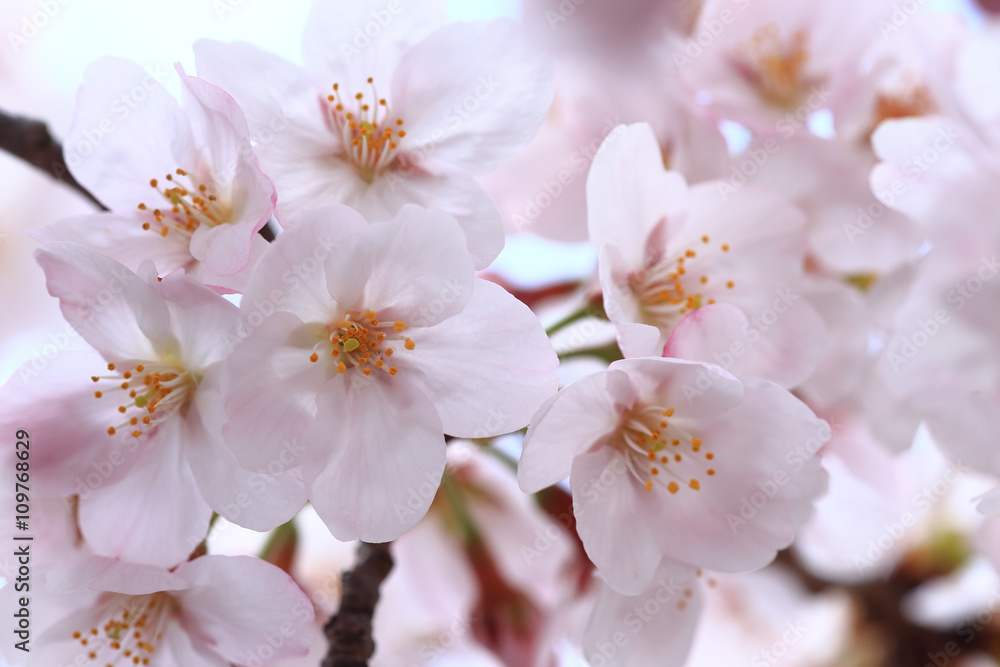 Cherry blossom close up