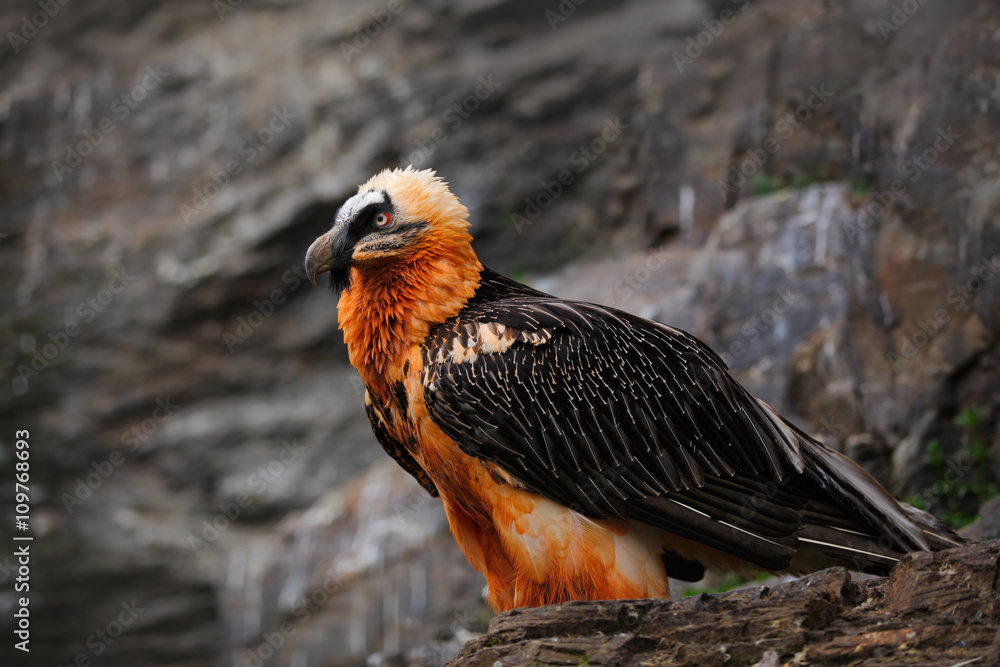 Obraz premium Bearded Vulture, Gypaetus barbatus, detail portrait of rare mountain bird, sitting on the rock, animal in stone habitat, Morocco