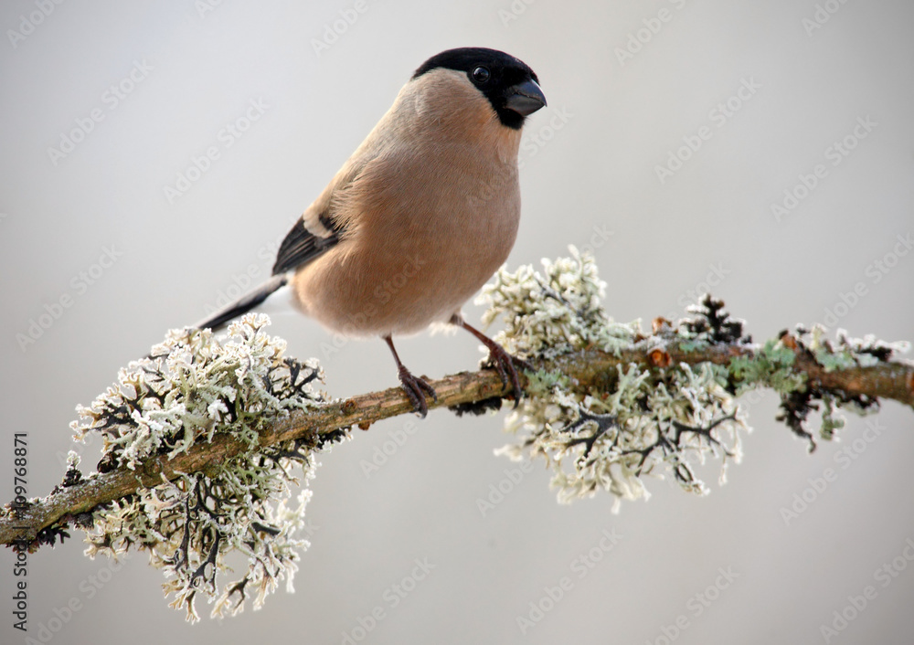 Naklejka premium Bullfinch, Pyrrhula pyrrhula, sitting on yellow lichen branch, Sumava, Czech republic, Female grey songbird with green and yellow clear background, evening light