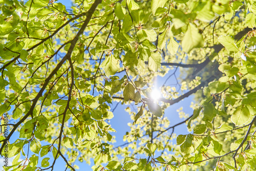 Fototapeta Sun shining through the leaves of a tree