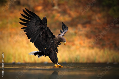 White-tailed Eagle, Haliaeetus albicilla, feeding kill fish in the water, with brown grass in background, bird landing, eagle flight, Norway