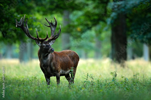 Red deer stag outside autumn forest, animal lying in the grass, nature habitat, Czech Republic photo