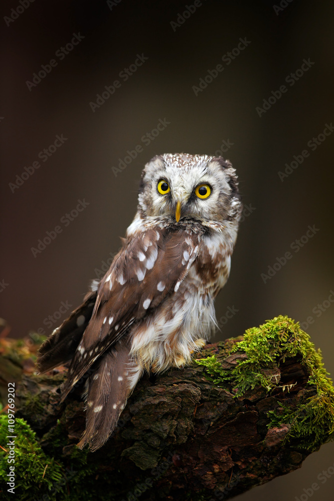 Obraz premium Small bird Boreal owl, Aegolius funereus, sitting on larch tree trunk with clear dark forest background, in the nature habitat, Sweden