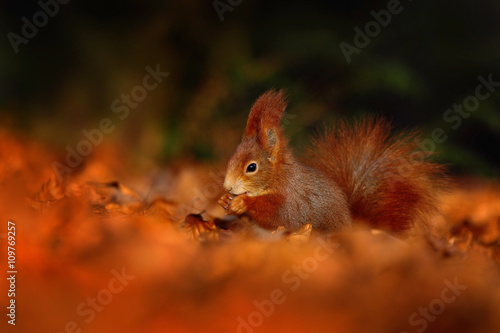 Cute red squirrel with long pointed ears eats a nut in autumn orange scene with nice deciduous forest in the background, hidden in the leaves, with big tail, in the habitat, Sweden