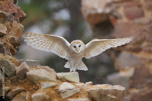Barn owl, Tyto alba, with nice wings flying on stone wall, light bird landing in the old castle, animal in the urban habitat, United Kingdom