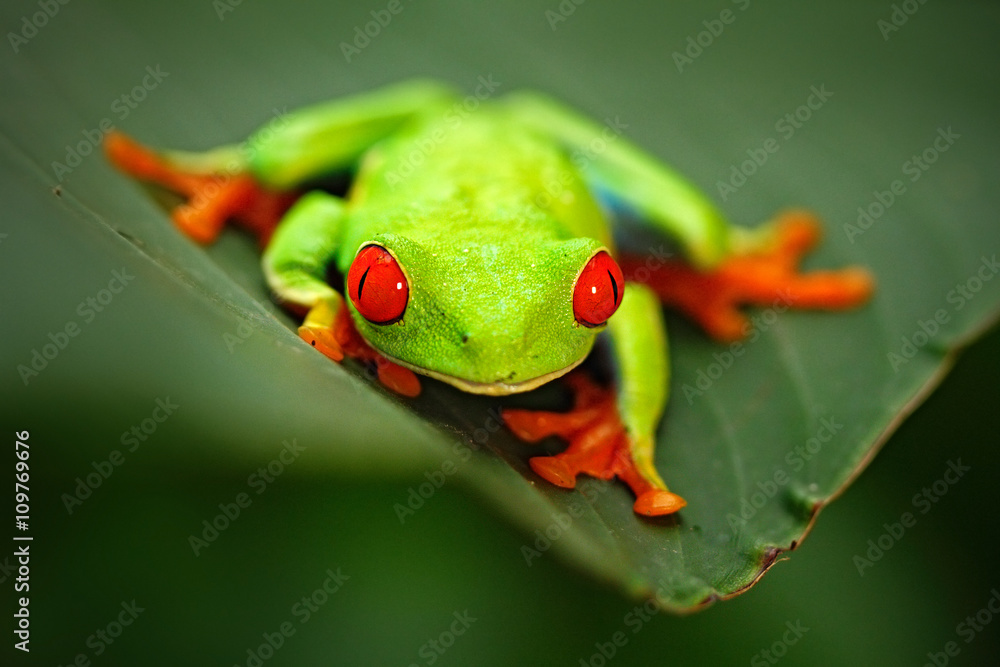 Redeyed Tree Frog, Agalychnis callidryas, animal with big red eyes, in