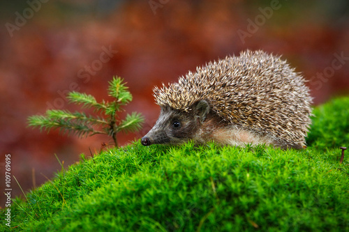 West European Hedgehog in green moss with little spruce tree, orange background during autumn, Germany
