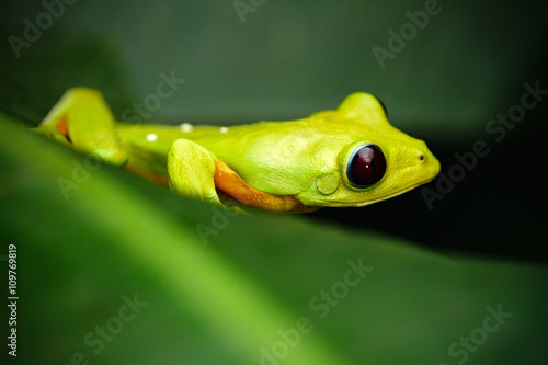 Exotic animal, Flying Leaf Frog, Agalychnis spurrelli, green frog sitting on the leaves, tree frog in the nature habitat, Corcovado, Costa Rica