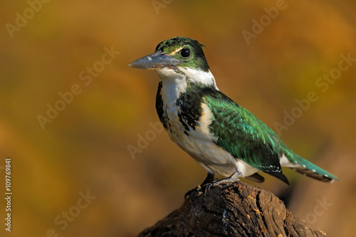 Amazon Kingfisher, Chloroceryle amazona, Green and white bird sitting on the branch, bird in the nature habitat, Baranco Alto, Pantanal, Brazil photo