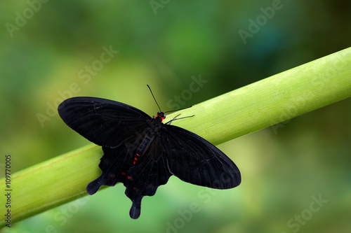 Atrophaneura semperi, species of butterfly from the family Papilionidae that is found in Indonesia, Malaysia, and the Philippines, eautiful black and red poison butterfly, nature green forest habitat photo