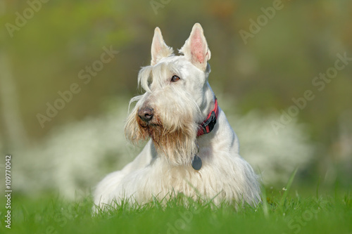 Fototapeta Naklejka Na Ścianę i Meble -  White, wheaten scottish terrier, cute dog on green grass lawn, white flower in the background,  Scotland, United Kingdom