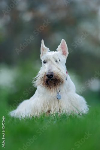 Scottish terrier, white, wheaten cute dog on green grass lawn, white flower in the background, Scotland, United Kingdom