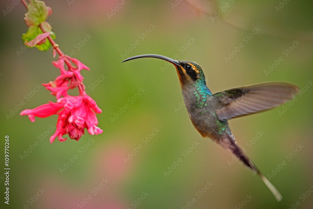 Fototapeta premium Hummingbird with long beak, Green Hermit, Phaethornis guy. Hummingbird with clear light green background Hummingbird action flying scene in the nature habitat and nice pink flower bloom in Costa Rica