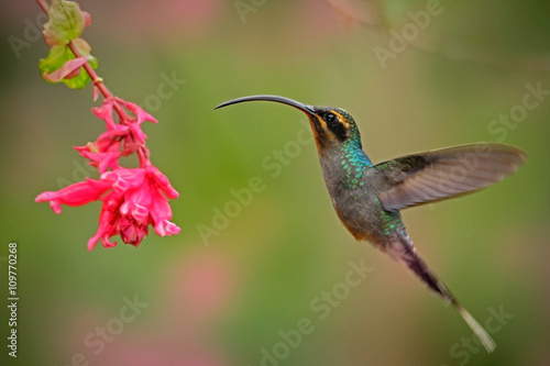 Hummingbird with long beak, Green Hermit, Phaethornis guy. Hummingbird with clear light green background Hummingbird action flying scene in the nature habitat and nice pink flower bloom in Costa Rica photo