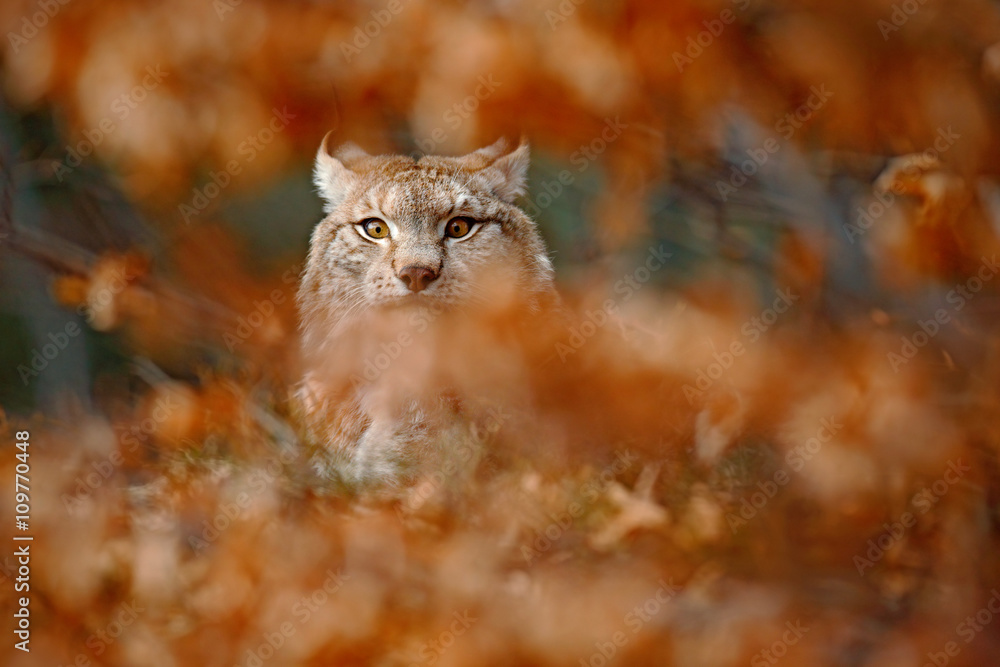 Eurasian Lynx, portrait of wild cat hidden in orange branch, animal in the nature habitat, Germany Eurasian Lynx, portrait of wild cat hidden in orange branch, animal in the nature habitat, Germany