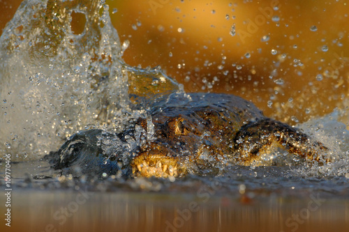 Crocodile Yacare Caiman, in the water with evening sun, animal in the nature habitat, action hunting scene, splash water, Pantanal, Brazil