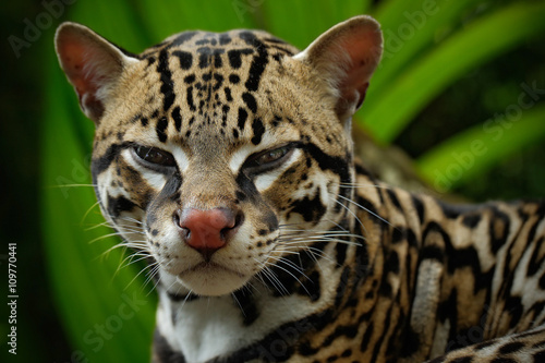 Detail portrait of ocelot, nice cat margay sitting on the branch in the costarican tropical forest, animal in the nature habitat