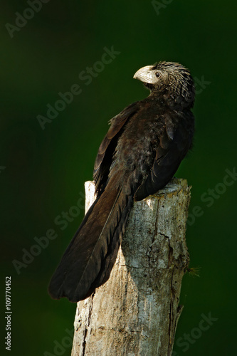 Groove-billed Ani, Crotophaga sulcirostris, black bird with thick bill, tropic specie of cuckoo, in the nature wild habitat, Canon Negro, Costa Rica photo