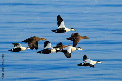 Eider, Somateria mollissima, flock of birds, beautiful sea birds flying above the dark blue sea water, Helgoland, Germany