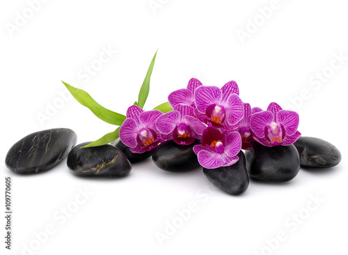 Zen pebbles and orchid flower. Stone spa and healthcare concept.