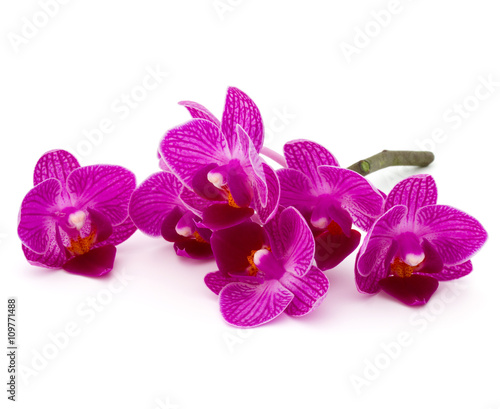 Fototapeta Naklejka Na Ścianę i Meble -  Orchid flower head bouquet  isolated on white background cutout