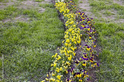 Many white and yellow small  flowers in top view . photo