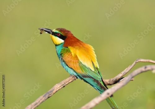 Bee-eater on leafless branch.